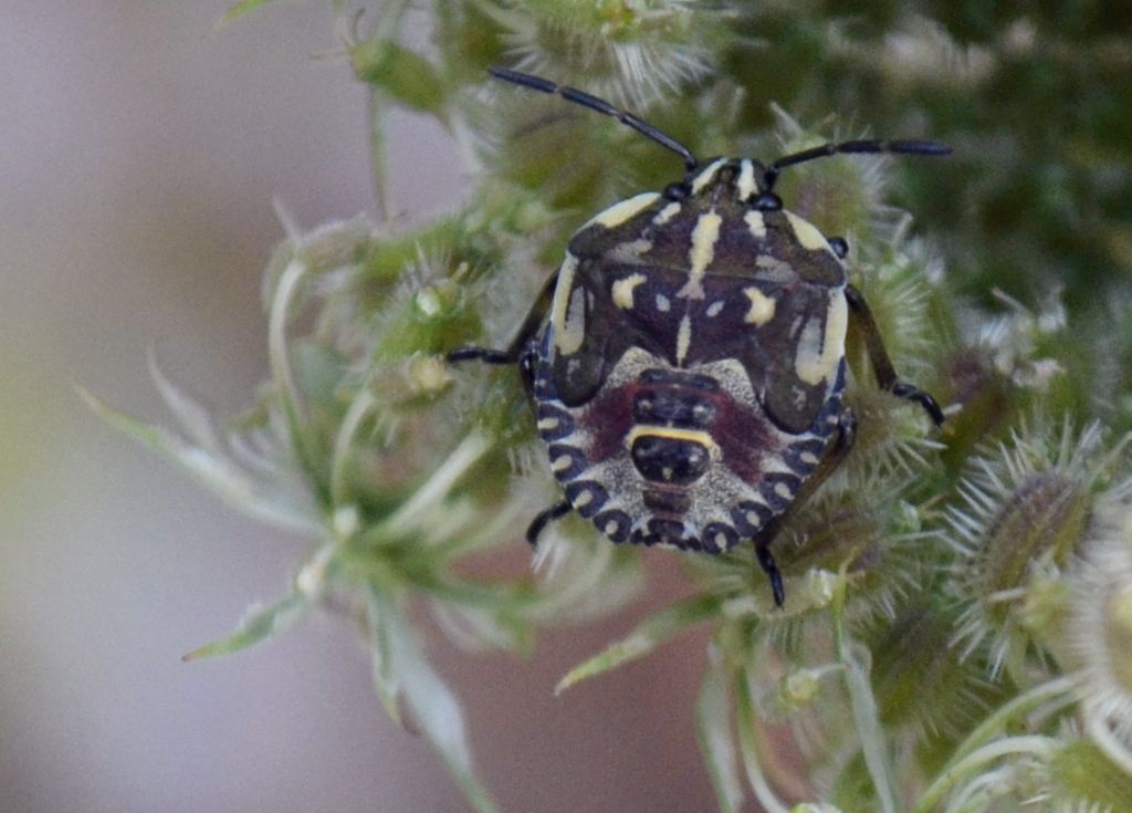 Pentatomidae: Carpocoris sp. (ninfa) del Friuli (PN)